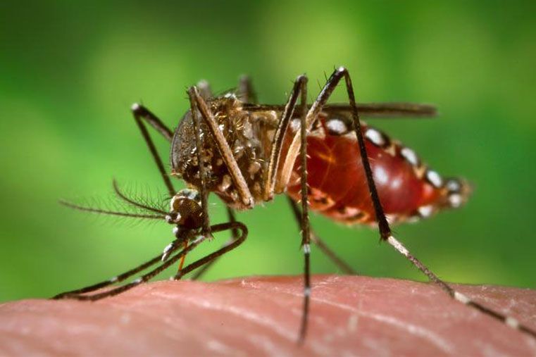 El aedes aegypti también transmite el dengue y la fiebre amarilla