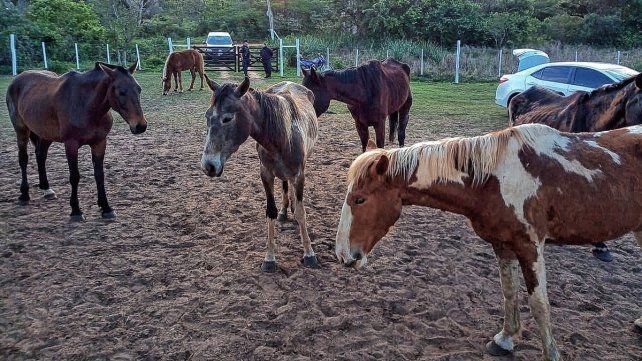 En Concordia brindan contención a equinos.