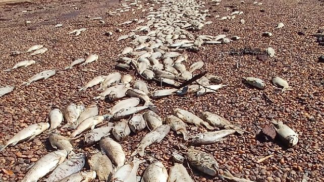 La imagen preocupó a vecinos y pescadores en la zona del arroyo Yuquerí Chico. La imagen preocupó a vecinos y pescadores en la zona del arroyo Yuquerí Chico. 