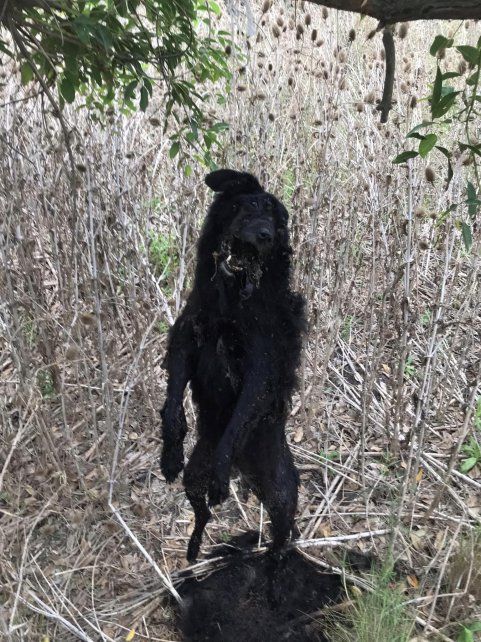 Proteccionistas de Crespo piden datos que sirvan para dar con el autor del hecho. "Un horror", dijo Francisco Schneider. 