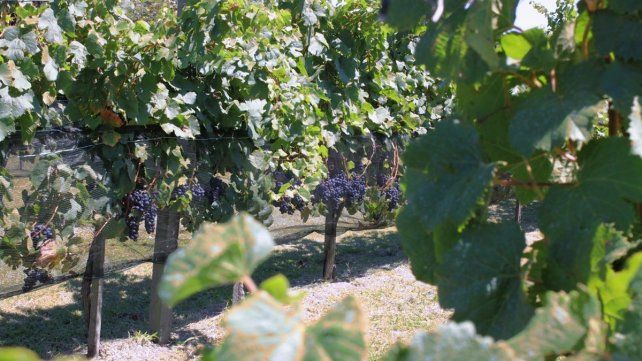 Los vi&ntilde;edos de la provincia destacan la calidad y la cantidad de los frutos&nbsp;