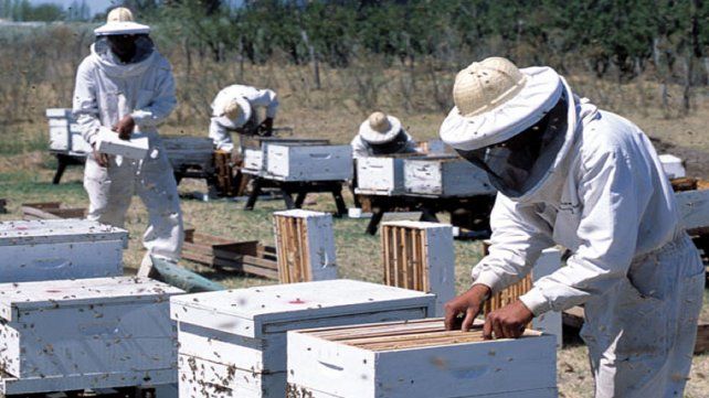 Los créditos para apicultura son para sanidad, nutrición, genética y mejoramiento edilicio, entre otros usos