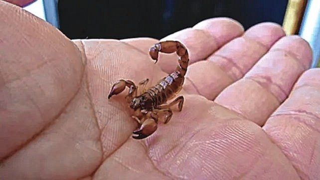 El menor picado por un alacrán sufrió una falla cardíaca durante el tratamiento que recibió en el hospital donde estaba internado