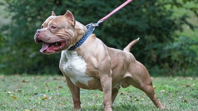 Piden controles en perros peligrosos.