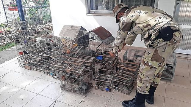 El tráfico de fauna silvestre es un flagelo que se extiende y preocupa El tráfico de fauna silvestre es un flagelo que se extiende y preocupa