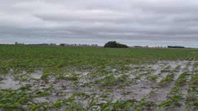Las lluvias recargaron los suelos y mejoran perspectivas rurales Las lluvias recargaron los suelos y mejoran perspectivas rurales