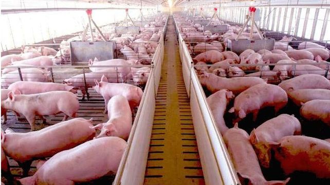 La producción porcina de Entre Ríos se afianza La producción porcina de Entre Ríos se afianza