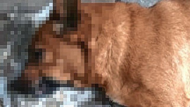 Alrededor de 20 perros han sido envenenados en Paraná en los últimos días