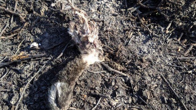 Incendios: aconsejan no realizar plantaciones en territorios afectados