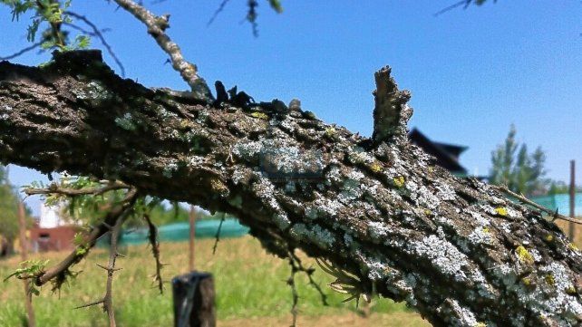 Investigación sobre la calidad del aire y la incidencia en casos de cáncer de vías respiratorias Los líquenes. "Esos 'hongos' que crecen en los árboles, son organismos que se utilizan como bioindicadores de contaminación, en este caso del aire", explicó la estudiante de la UNER. 