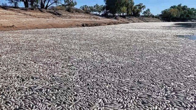 Videos publicados en redes sociales muestran embarcaciones abriéndose paso en un mar de peces muertos que cubren casi por completo la superficie fluvial