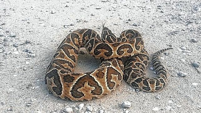 Serpientes: picaduras, precauciones y recomendaciones. Serpientes: picaduras, precauciones y recomendaciones.