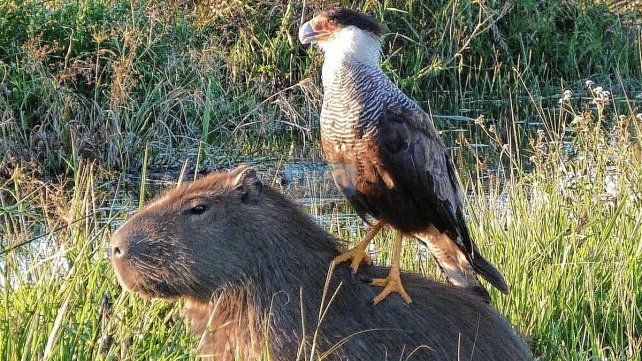 Nordelta instaló la polémica sobre los carpinchos