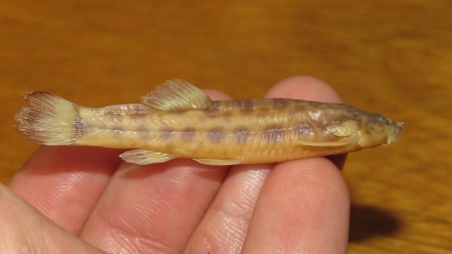 Hallan en Entre Ríos dos peces jamás vistos en Argentina