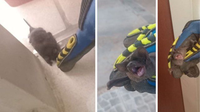 Bomberos Voluntarios intervinieron en el rescate de un murciélago. Bomberos Voluntarios intervinieron en el rescate de un murciélago.