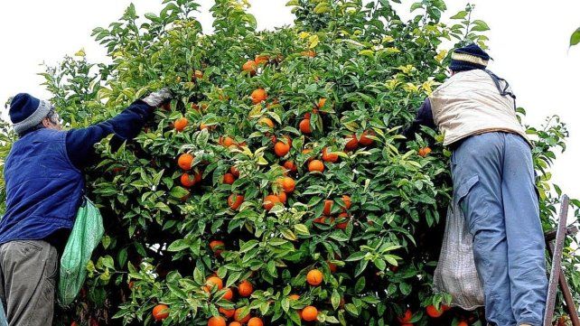 Se estima que la citricultura genera 100 mil empleos diarios en la región. Se estima que la citricultura genera 100 mil empleos diarios en la región.