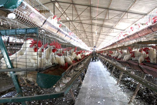 Alimento Popular. En promedio, cada argentino consume casi 23 docenas al año. Alimento Popular. En promedio, cada argentino consume casi 23 docenas al año.