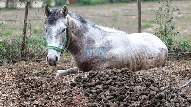 Mi reino por un caballo subsiste con un programa de madrinas y padrinos de la fundación.