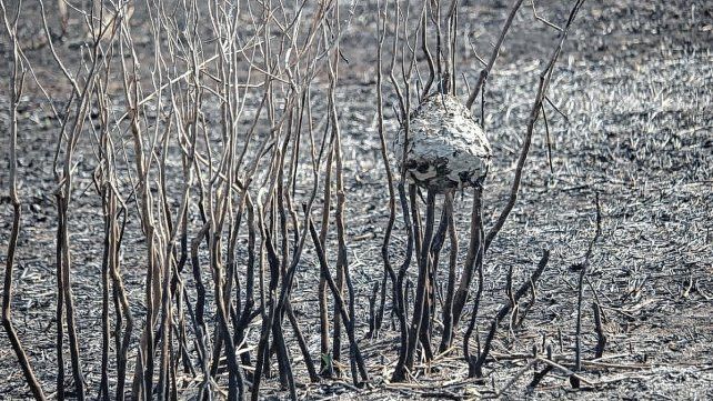 Panales, nidos, huevos, pichones, en la indefensión antes los disparates del ser humano.