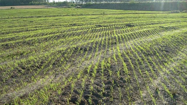 Los precios internacionales impactan en la rentabilidad del sector arrocero Los precios internacionales impactan en la rentabilidad del sector arrocero