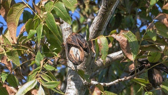 En la provincia de Entre Ríos se arranca la cosecha en abril, siendo su fuerte entre junio y julio. En la provincia de Entre Ríos se arranca la cosecha en abril, siendo su fuerte entre junio y julio.