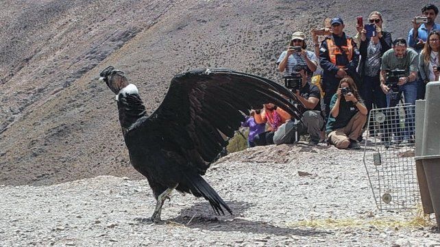 Siete crías de cóndores nacidas en cautiverio fueron liberadas en la Bioestación de Sierra Pailemán, en Río Negro.