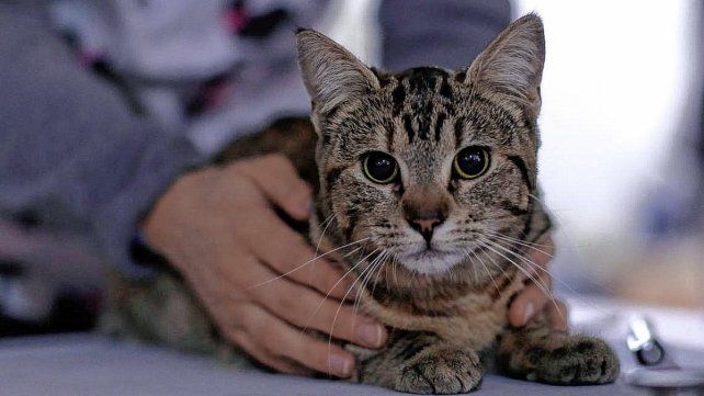 ¿Por qué agosto es considerado el mes de los gatos?
