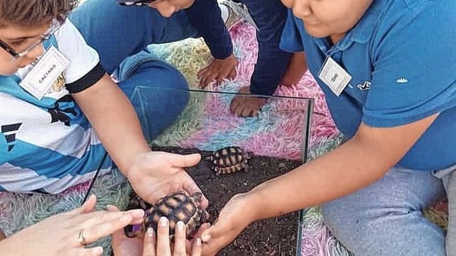 Las tortugas. Permiten estimular la sensibilidad fina, el tacto y la percepción.
