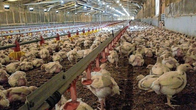 Hoy el sector avícola cuenta con improtantes avances tecnológicos en los galpones Hoy el sector avícola cuenta con improtantes avances tecnológicos en los galpones