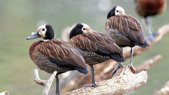 Ejemplares de pato sirirí pampa.