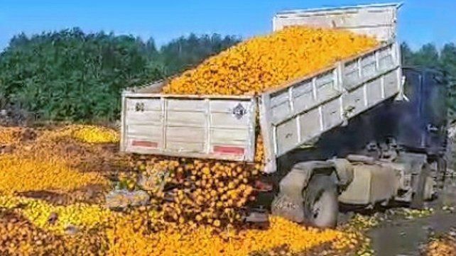 Productores tuvieron que tirar citrus por falta de mercado Productores tuvieron que tirar citrus por falta de mercado