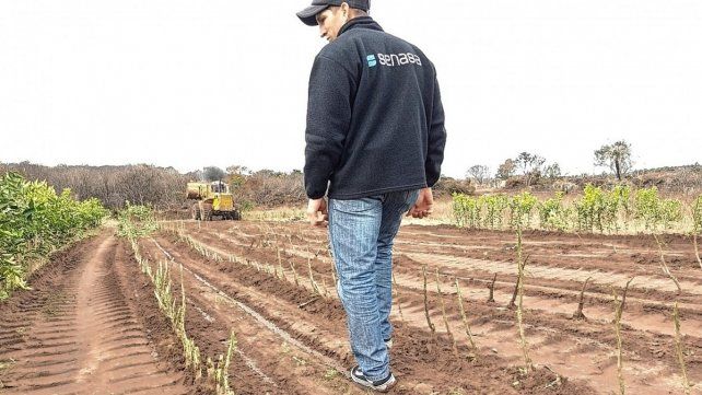 En Concordia, el Senasa destruyó plantas cítricas.