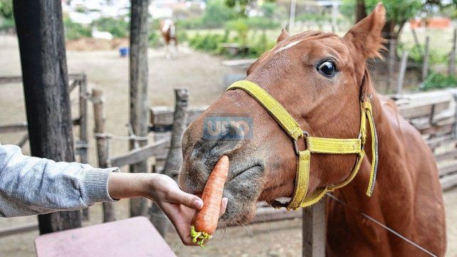 Uno de los tantos caballos se acercó a comer una zanahoria. Hora del almuerzo.