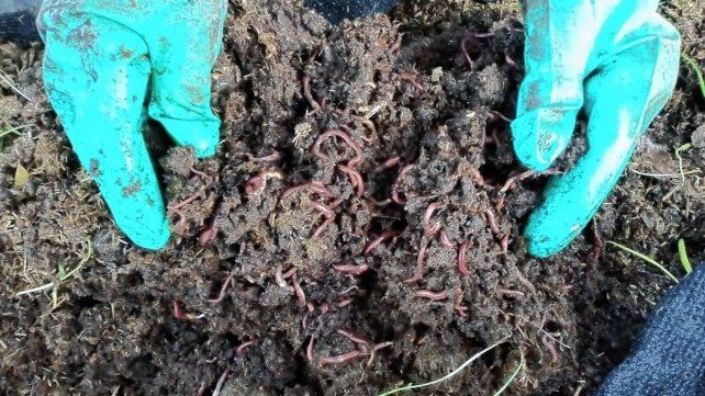 La cooperativa Cooperse de Santa Elena se destaca con su producción de lombricompuesto La cooperativa Cooperse de Santa Elena se destaca con su producción de lombricompuesto