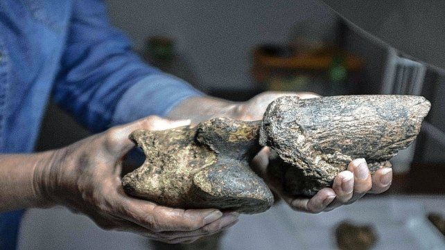 Jujuy: desentierran restos fósiles de un perezoso gigante.