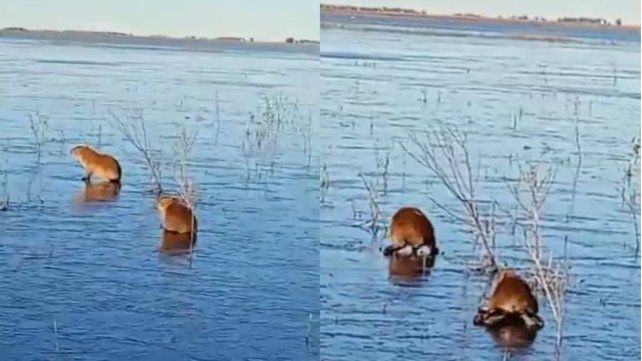 Se congelaron los Esteros del Iberá y los carpinchos aparecieron Se congelaron los Esteros del Iberá y los carpinchos aparecieron