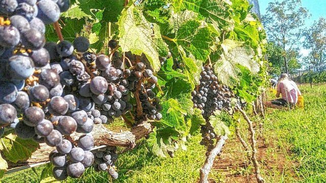 La vendimia empezará en unas tres semanas en Entre Ríos.