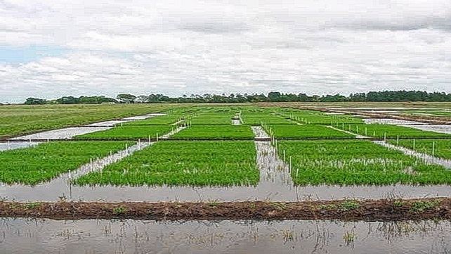 Dato. El agua utilizada para riego presenta alto índice de salinidad. Dato. El agua utilizada para riego presenta alto índice de salinidad.