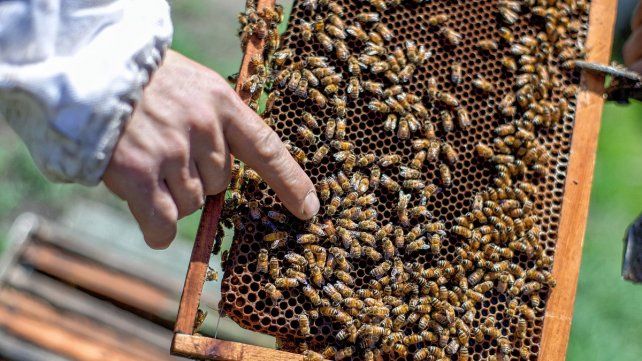 Las abejas son claves en la conservación de la biodiversidad.
