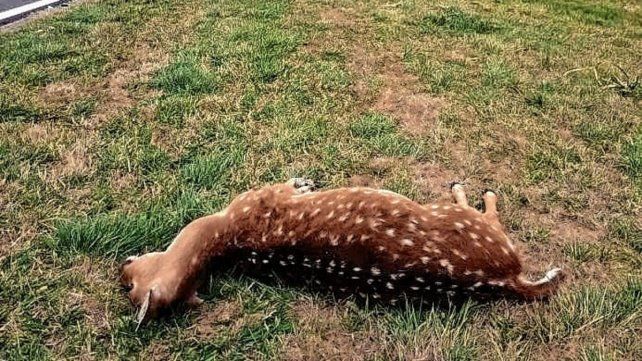 Ciervo muerto. En Crespo, una manada se atravesó a un auto.