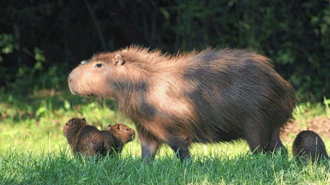 Los carpinchos cobraron una inusitada popularidad
