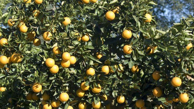 Se derrumb&oacute; la exportaci&oacute;n y sobra fruta en los citrus de los campos entrerrianos