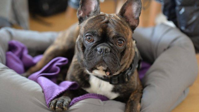 Inusitada demanda: creció la venta de mascotas y subieron los precios