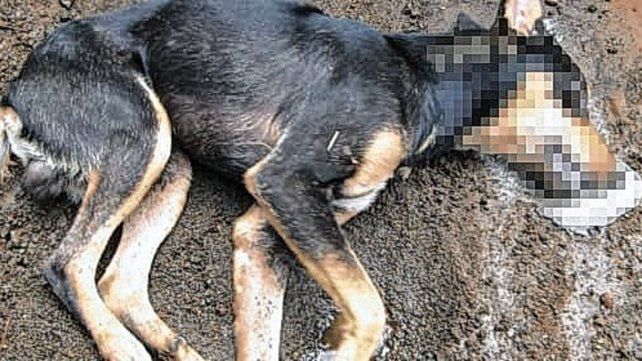 Vecinos encuentran perros muertos por envenenamiento en una zona de Paraná