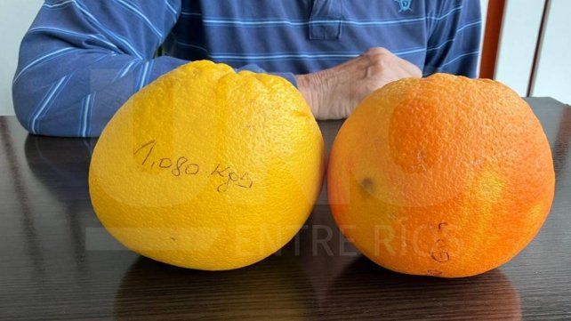 Villa Urquiza: vecino cosechó naranjas ombligo de más de un kilo Villa Urquiza: vecino cosechó naranjas ombligo de más de un kilo