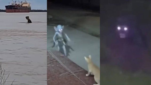 Furor: los videos virales con Inteligenia Artificial llegaron a Entre Ríos Furor: los videos virales con Inteligenia Artificial llegaron a Entre Ríos