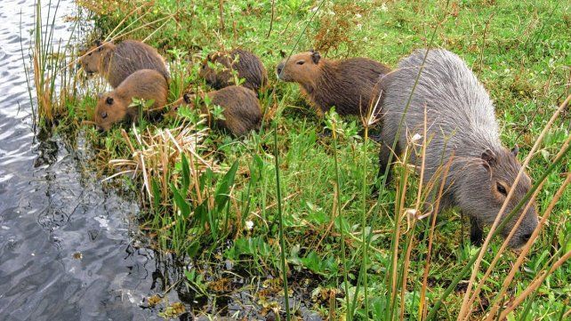 Nordelta logró que se preste atención a los carpinchos