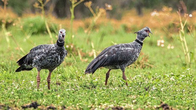 Chajá. Esta ave sigue sorprendiendo con su estilo de vida y su vuelo.