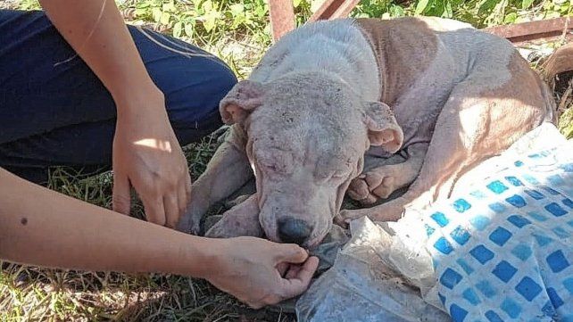 Día del Animal: instan a una tenencia responsable de mascotas.