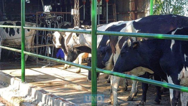 Tamberos están afectados por la sequía pero también por otras variables